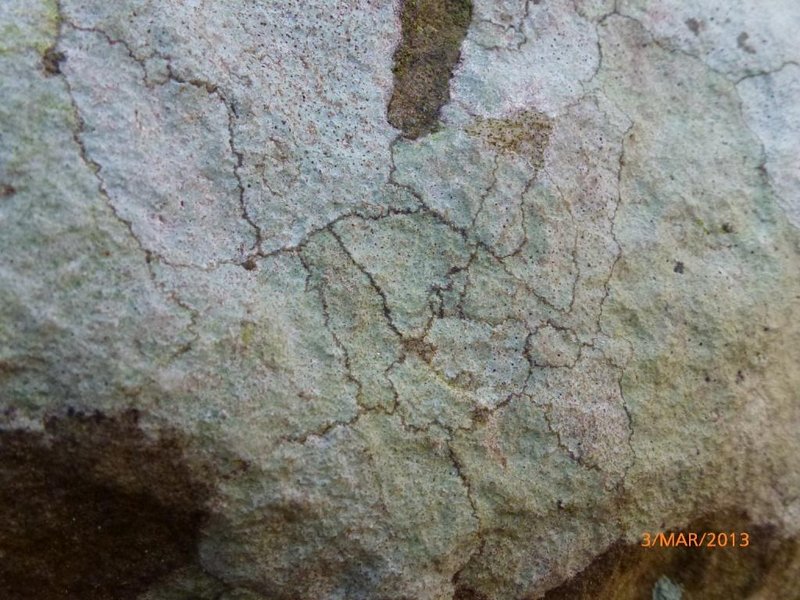 Lichens forestiers 3.3.2013 068